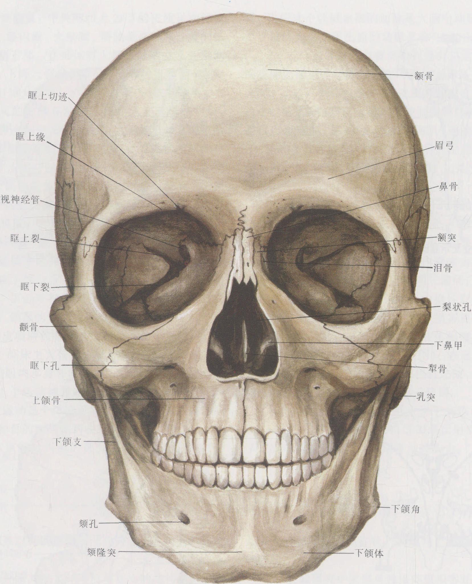 1例鼻穿透伤致前颅底骨折伴脑脊液漏报道 - 脑医汇 - 神外资讯 - 神介资讯